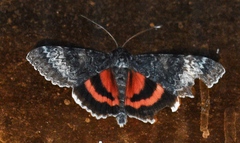 Catocala grotiana
