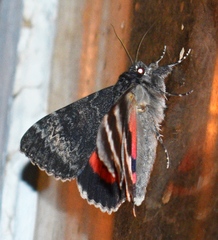 Catocala grotiana