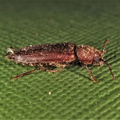 Asemum striatum