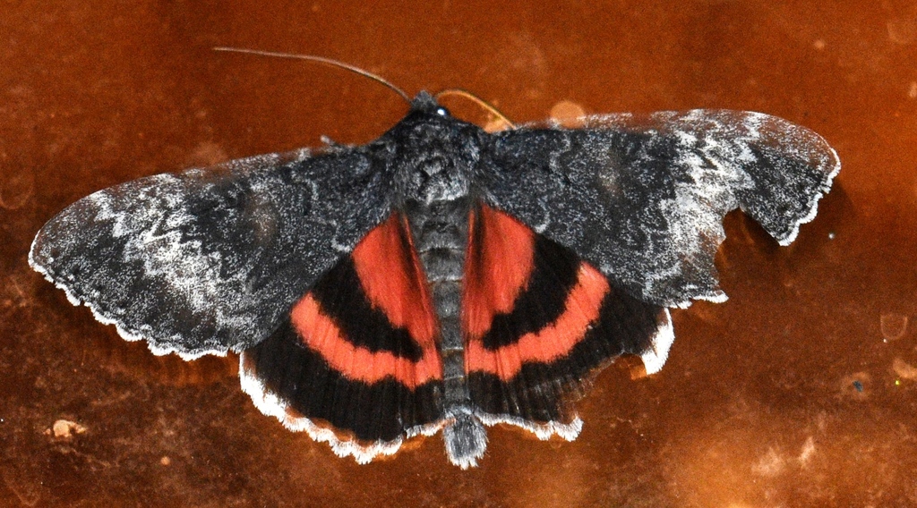 Grote's Underwing Moth