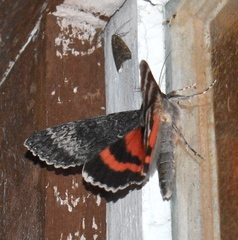 Catocala grotiana