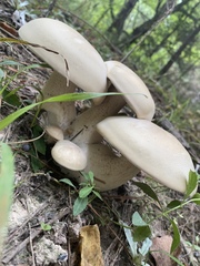 Macrocybe titans