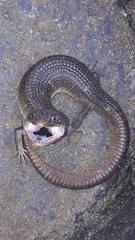 Imbricate Alligator Lizard photo 5