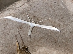 Hellinsia homodactylus