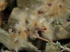 Eriocephalus brevifolius