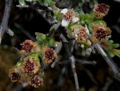 Eriocephalus spinescens