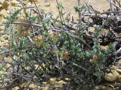 Eriocephalus spinescens