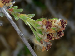 Eriocephalus spinescens