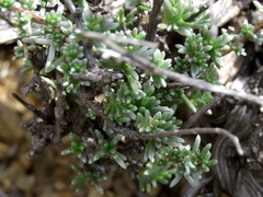 Eriocephalus spinescens