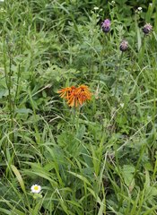 Tephroseris flammea