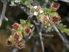 Eriocephalus spinescens