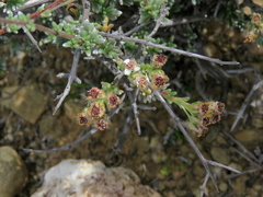 Eriocephalus spinescens