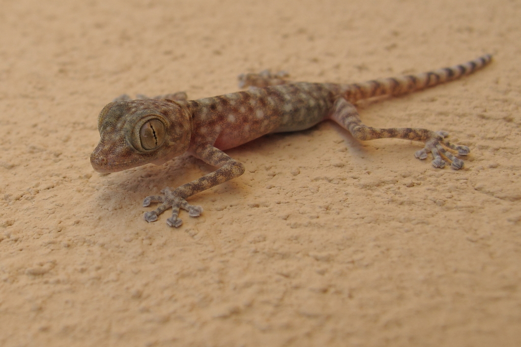 Fan-footed Gecko
