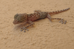 Fan-Footed Gecko photo 4