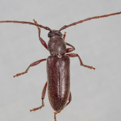 Anelaphus moestus
