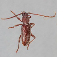 Anelaphus moestus