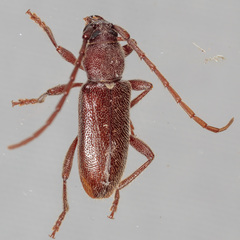 Anelaphus moestus