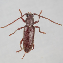 Anelaphus moestus