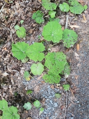 Tiarella stolonifera