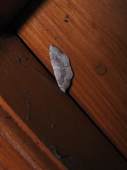 Somatina purpurascens