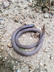 Tantilla calamarina