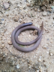 Tantilla calamarina