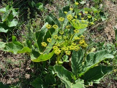 Angelica sachokiana