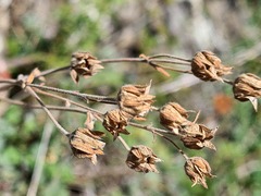 Potentilla agrimonioides