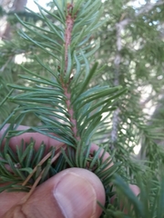 Abies magnifica