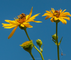 Silphium terebinthinaceum