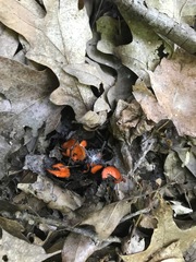 Scutellinia umbrorum