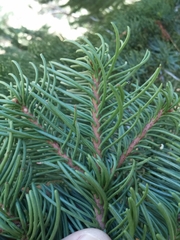 Abies magnifica