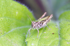 Chorthippus brunneus