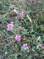 Malva sylvestris