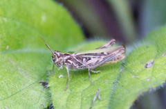 Chorthippus brunneus
