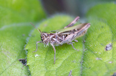 Chorthippus brunneus