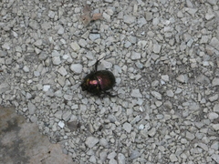 Geotrupes splendidus