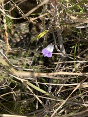 Utricularia livida