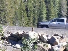 Marmota flaviventris