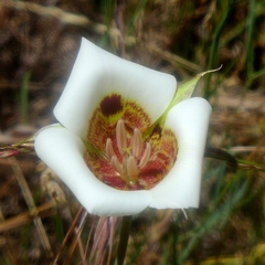 Calochortus vestae