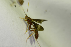 Labeninae