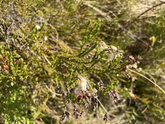 Ericeae