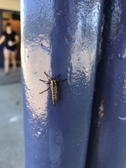 Neomochtherus willistoni