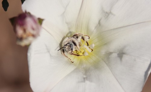 Cactus Bee photo 5
