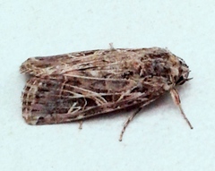Spodoptera littoralis