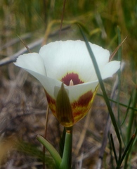 Calochortus vestae