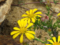 Hirpicium