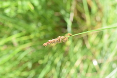Carex disticha