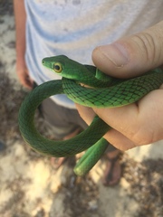 Philothamnus punctatus