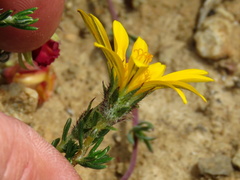 Hirpicium